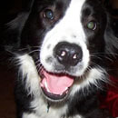 Boomer was adopted in January, 2007